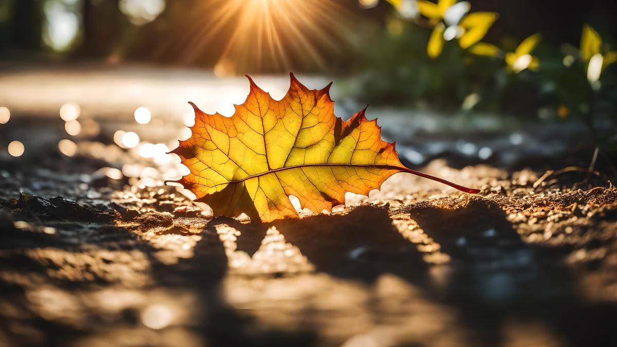 vremea-se-incalzeste-usor--ziua--meteologogii-avertizeaza-ca-vom-avea-temperaturi-si-de-28-29-de-grade_53011700