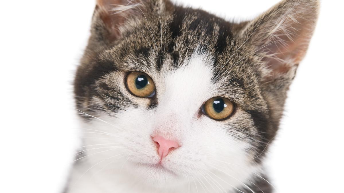 tors-pisica_35804500