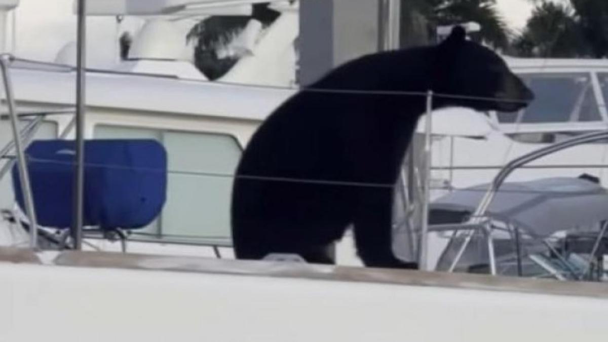 urs-pe-barca_93603500