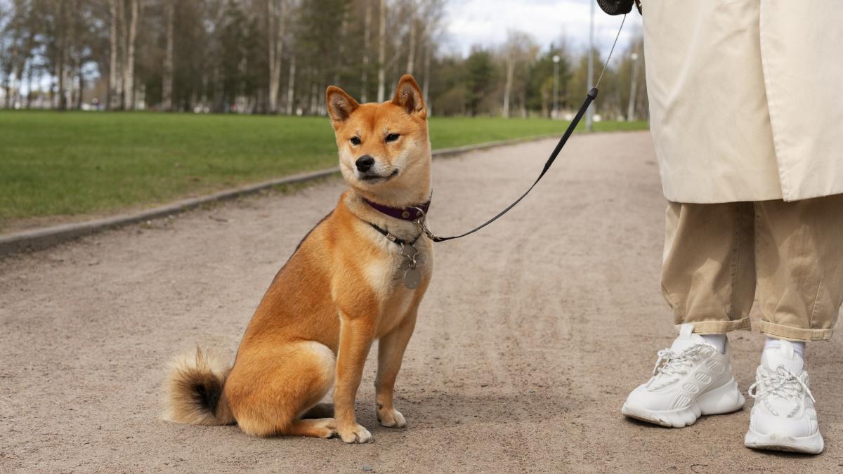 side-view-owner-cute-dog_48985800