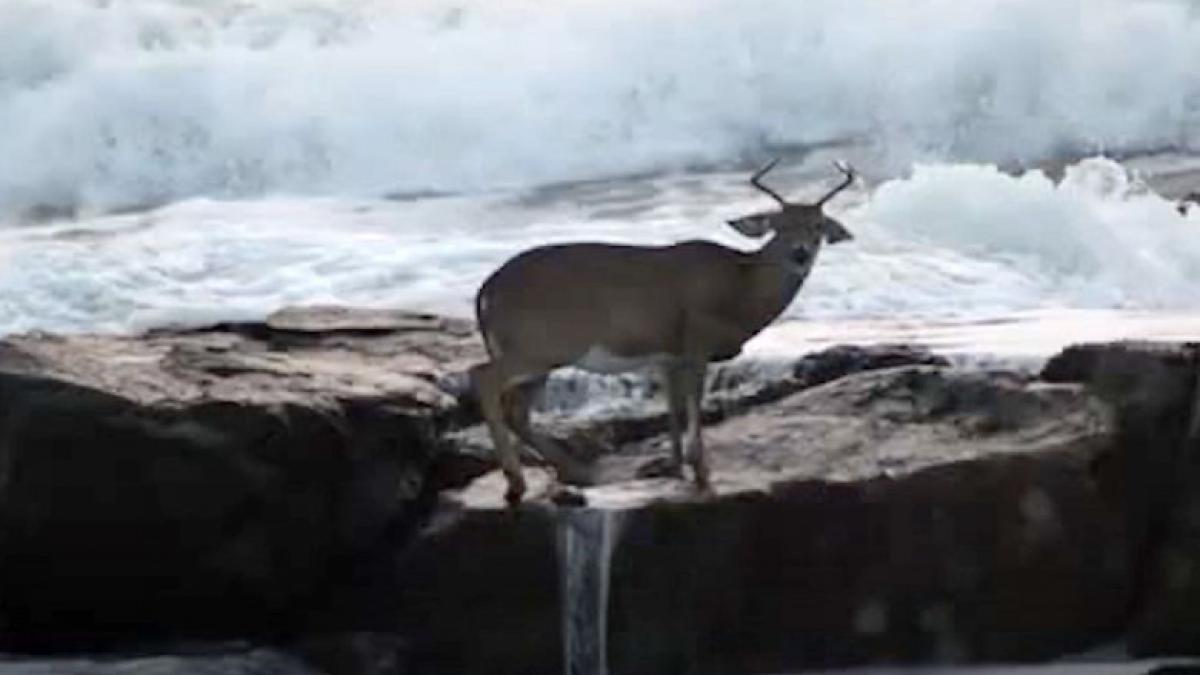 caprioara-salvata-de-la-inec_31476500