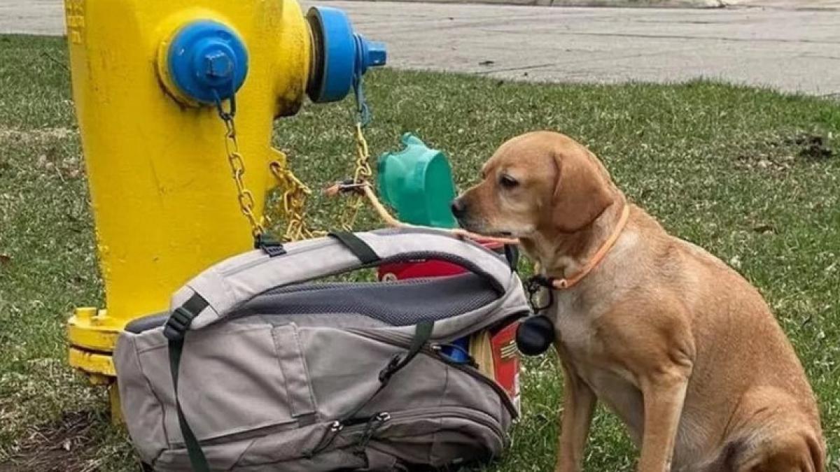 caine-cu-jucarii_50179600