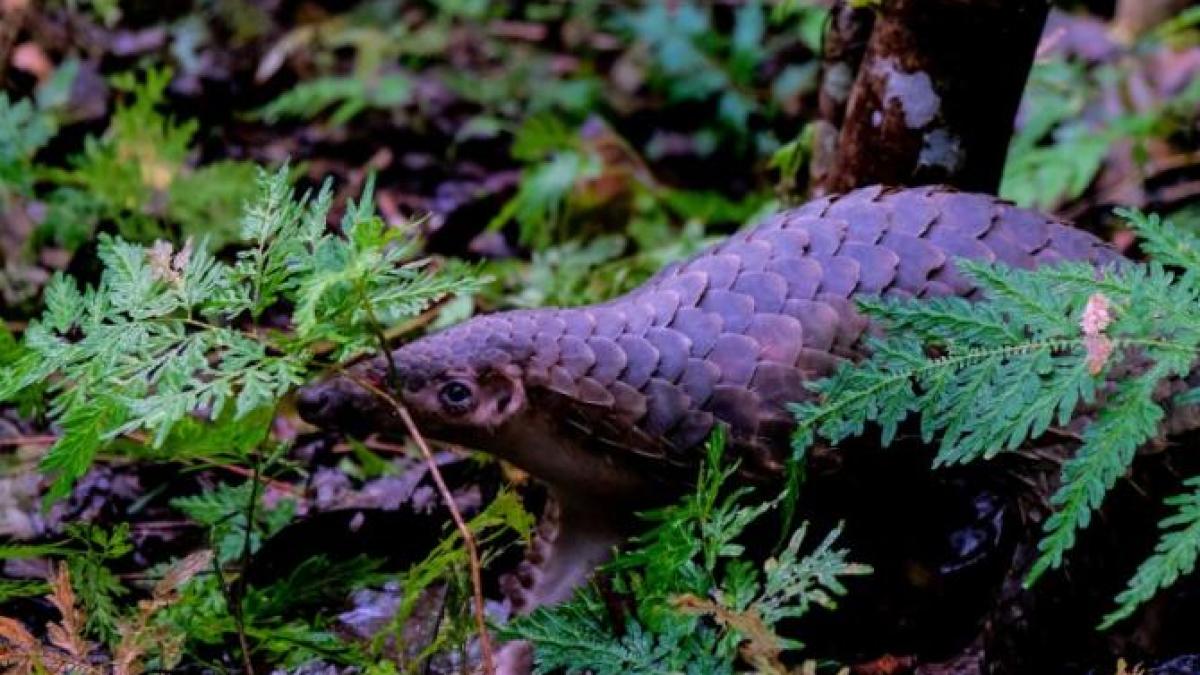 pangolin_74229200