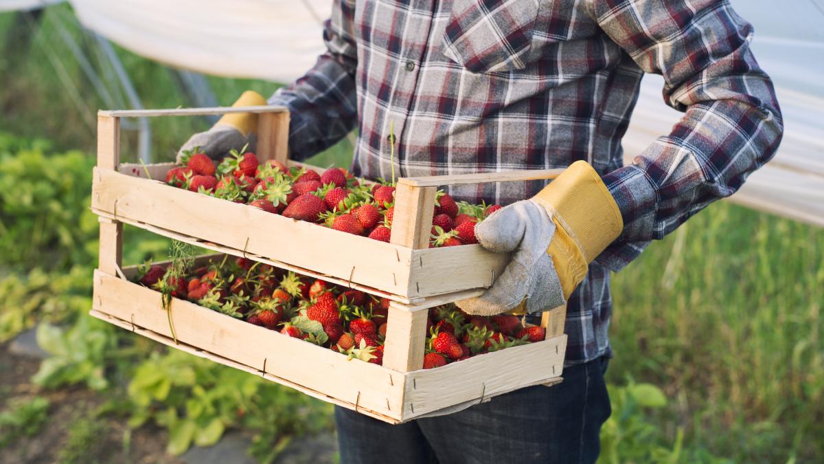 producator-capsune_92448300