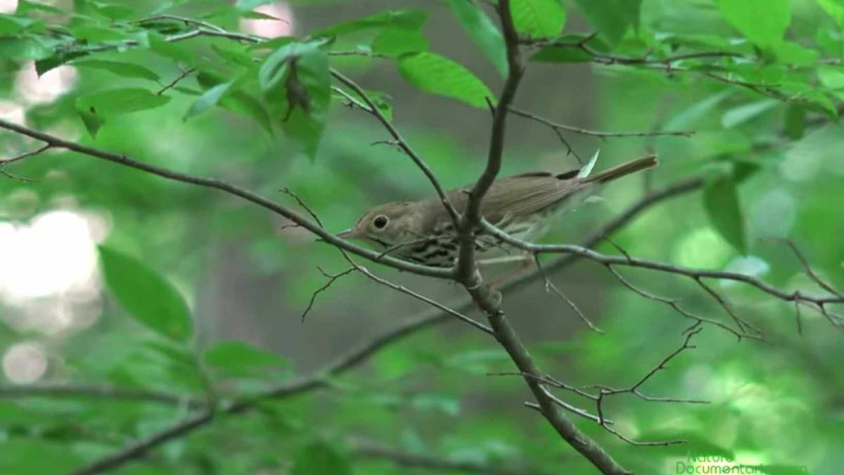 lucruri-pe-care-nu-le-stiai-despre-sturzul-cu-creasta-galbena--pasarea-rara-observata-in-roma_85648000