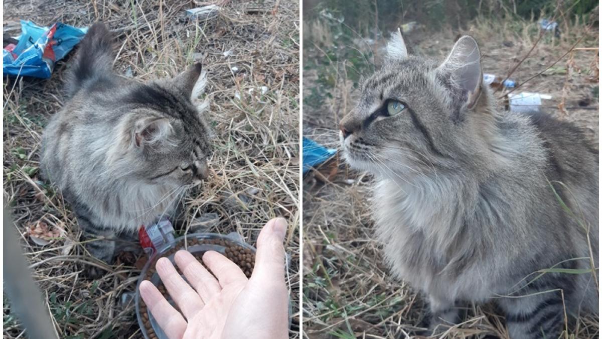 pisica-abandonata-de-un-preot-intr-o-curte--valentina-ionita--fosta-concurenta-chefi-la-cutite-o-femeie-i-a-aruncat-puii-peste-gard-la-niste-caini-care-i-au-sfasiat_23993100