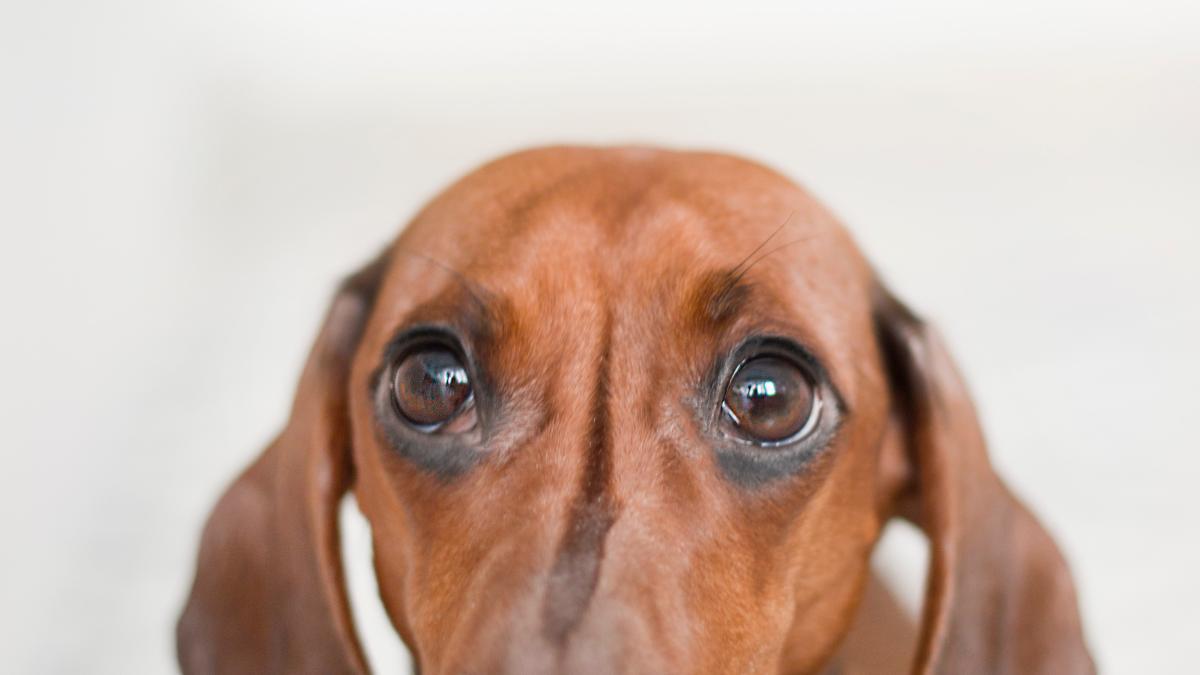 pexels-dominika-roseclay-895259-1_49191900