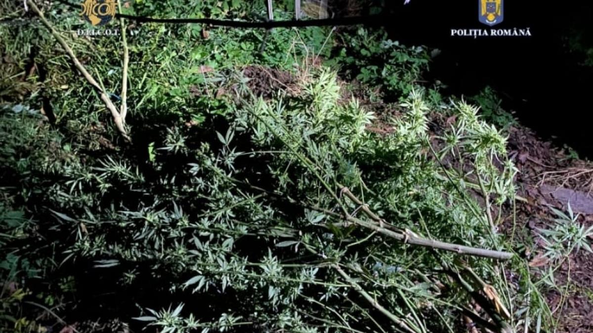 droguri-cultura-canabis_15595800