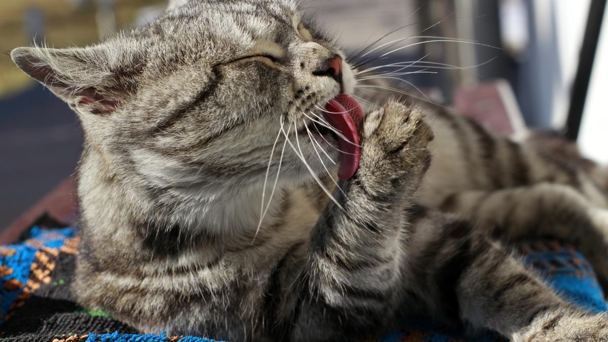 gray-adult-cat-licking-its-paw-1_31254300