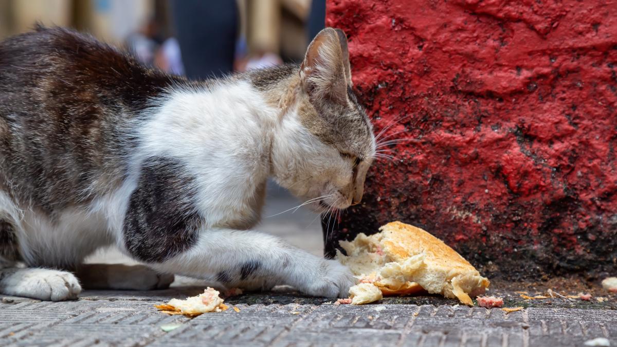 pisica-flamanda_20294300