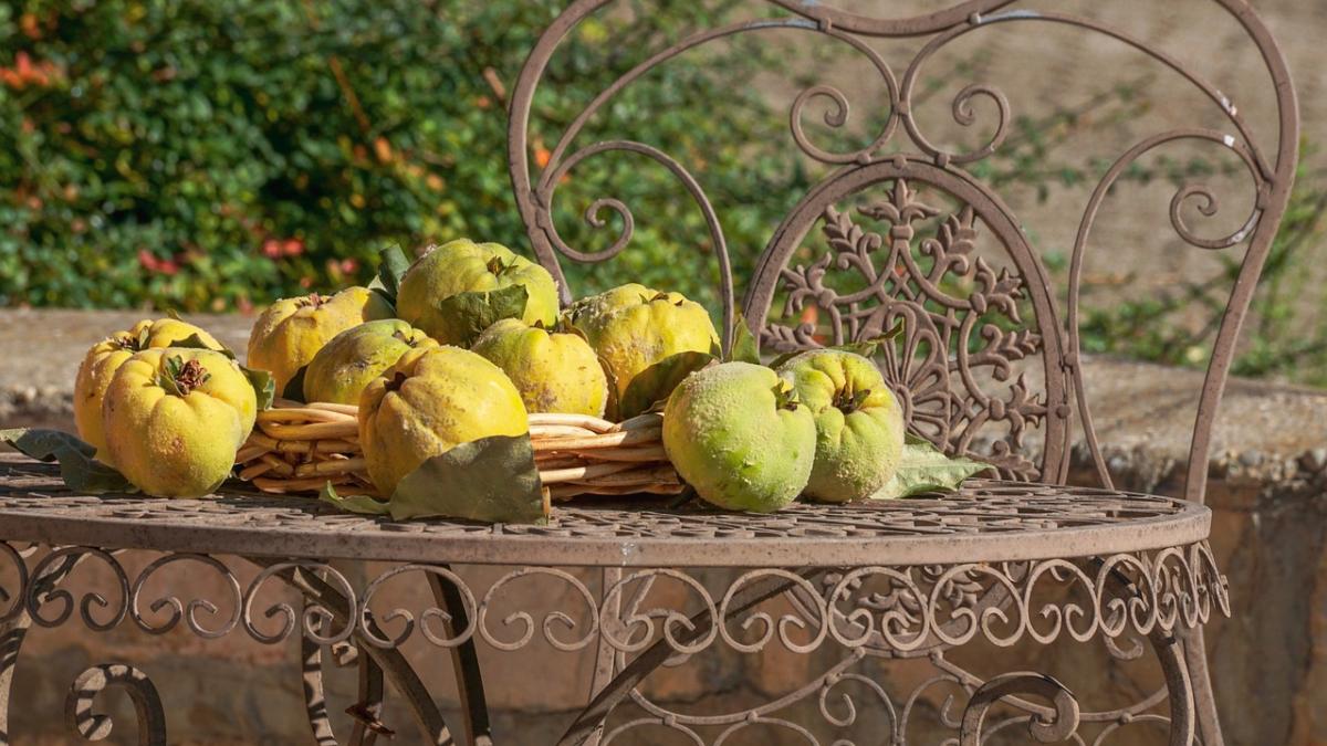 gutui-sanatate-boli-grave_71495200