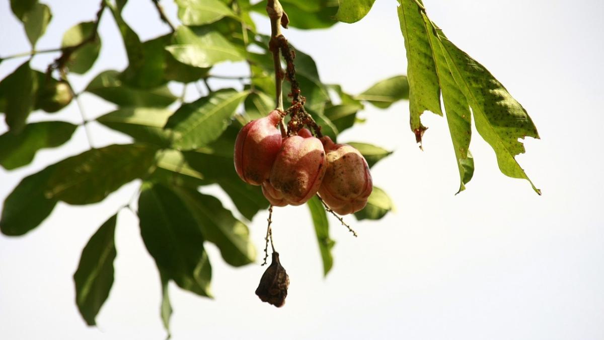 ackee-fruct-periculos_33034800