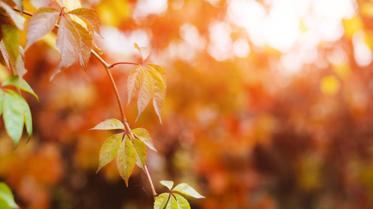 schimbarea-climatica--impact-major-asupra-anotimpurilor_10354100