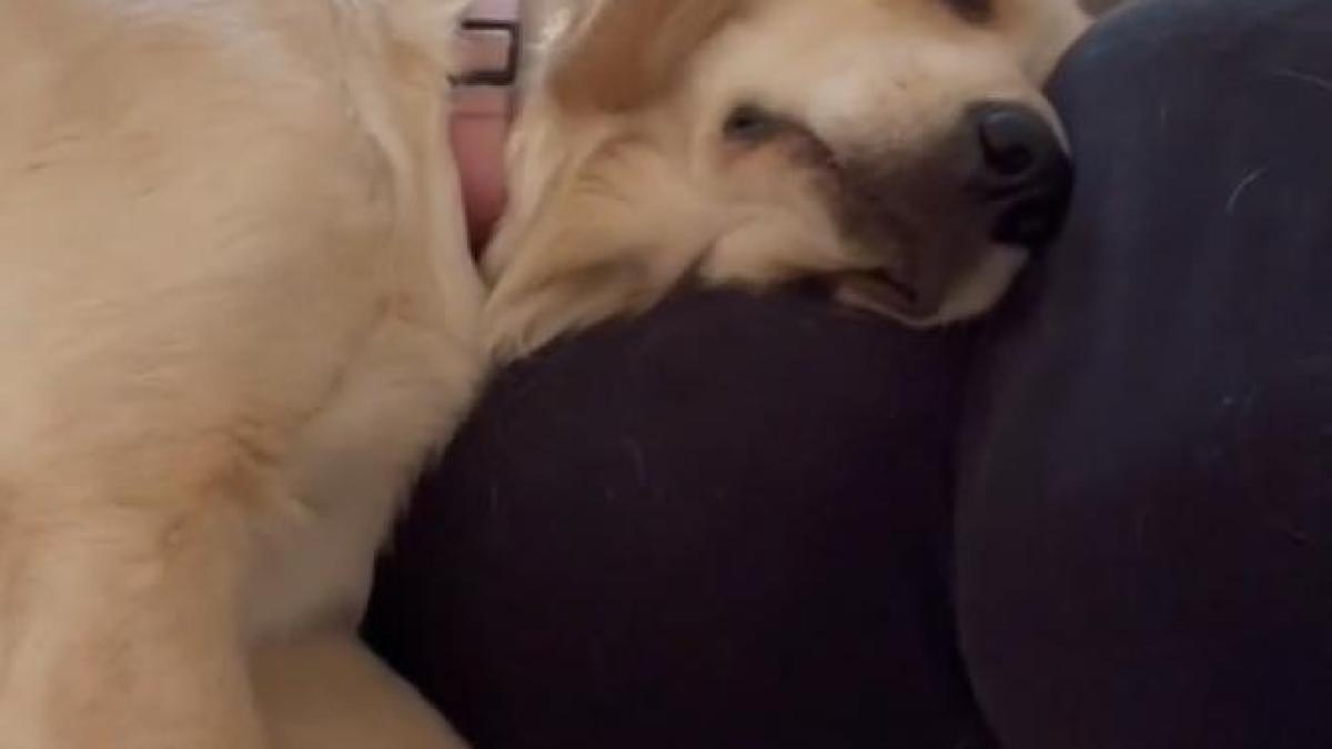 caine-golden-retriever_61819400