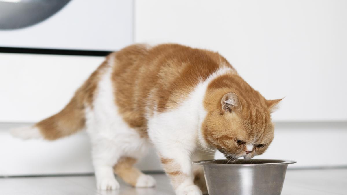 cat-drinking-from-bowl_59572700