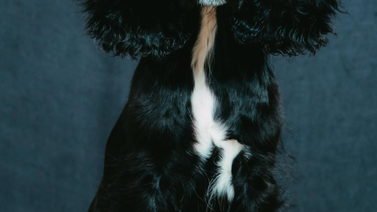 coker-pexels_75164100