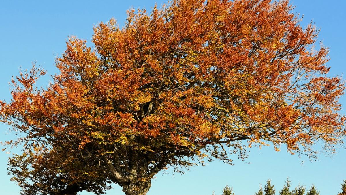 vant-toamna-cod-galben_71442700