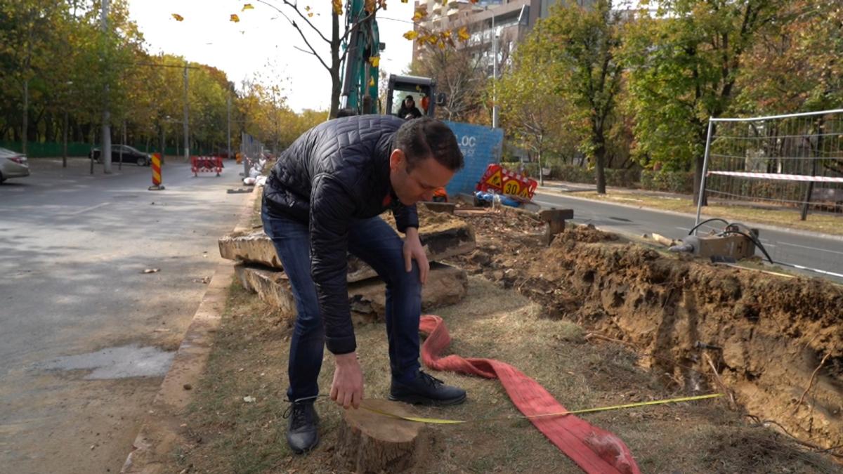 peste-100-de-copaci-defrisati-degeaba-de-primaria-generala--primarul-sectorului-3-vine-cu-dovezi-de-la-fata-locului_64735300