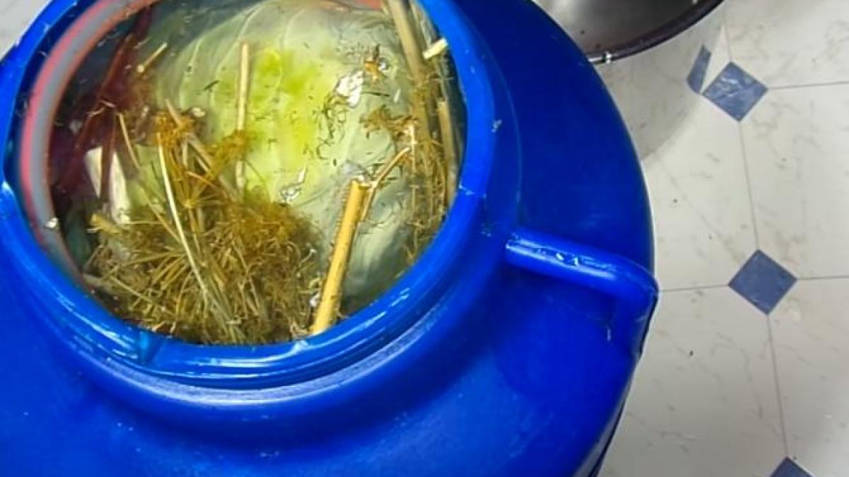 care-sunt-riscurile-la-care-va-expuneti-cand-suflati-in-butoiul-cu-varza--carmen-dorobat-poate-sa-duca-la-o-serie-de-manifestari-acute_91920500