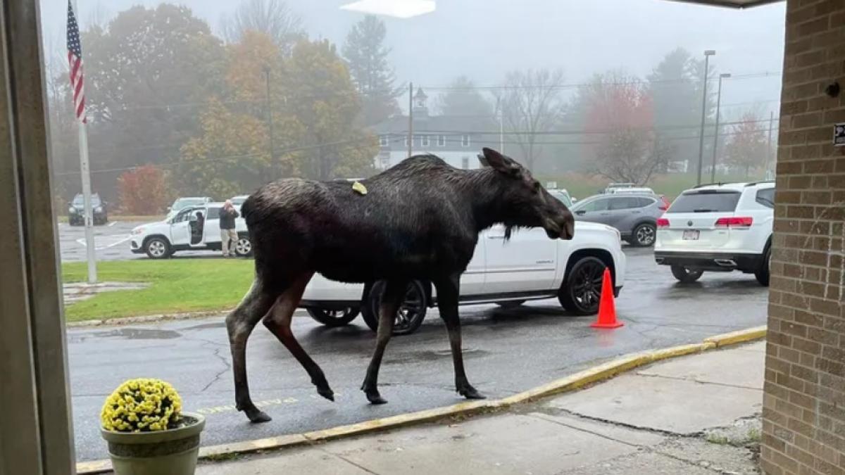 elan-la-scoala_06614600