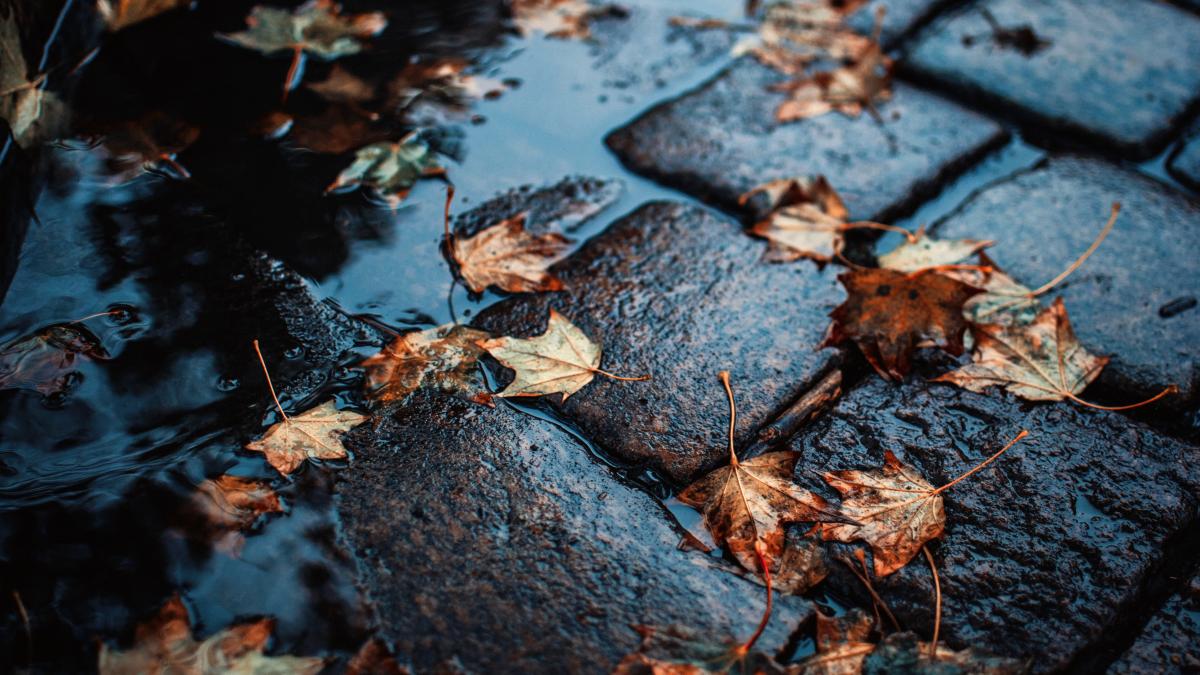 ploaietoamna_23506700