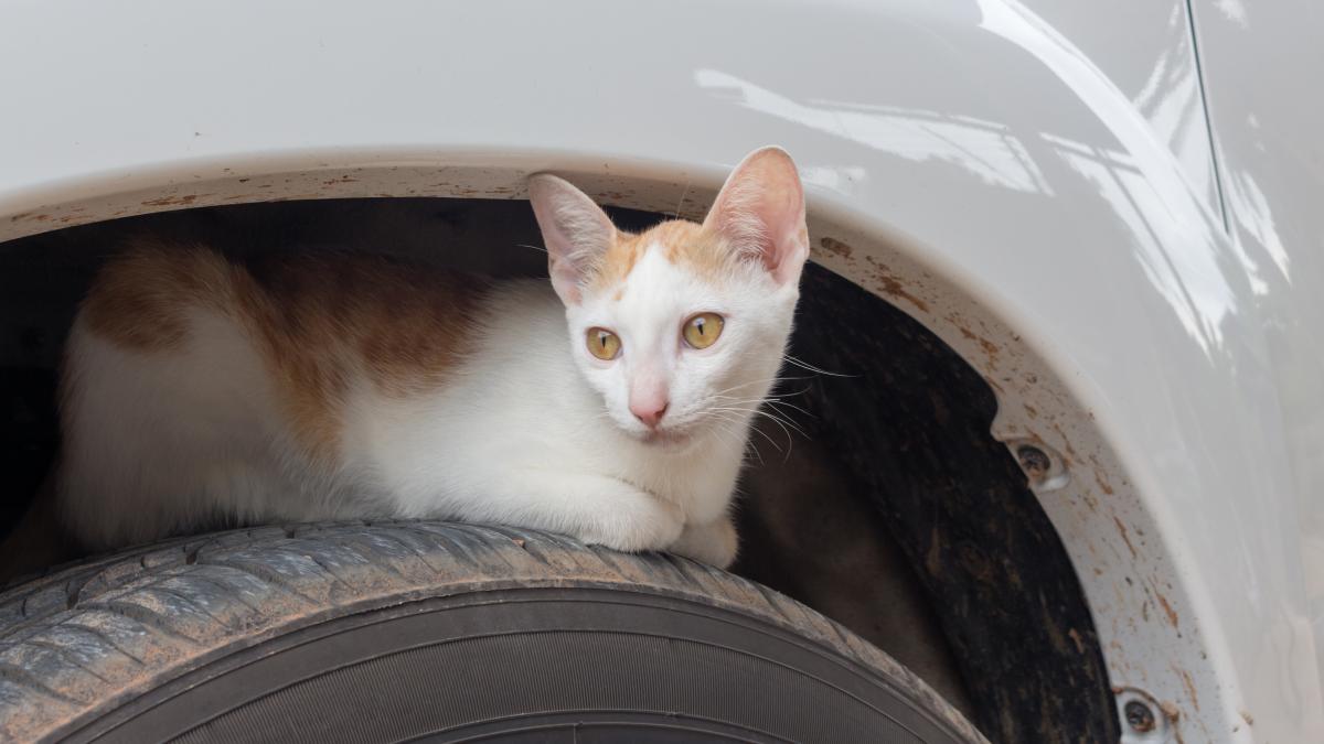 pisica-prinsa-la-roata-masinii_51251000