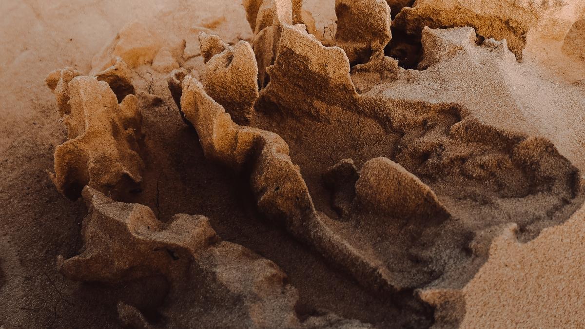 ramasitele-arcei-lui-noe_81681500