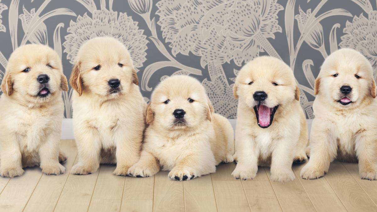 clone-caini_42059500