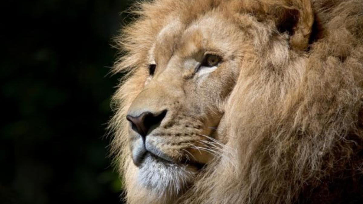 leu-ilustrativ-regele-junglei_15770500