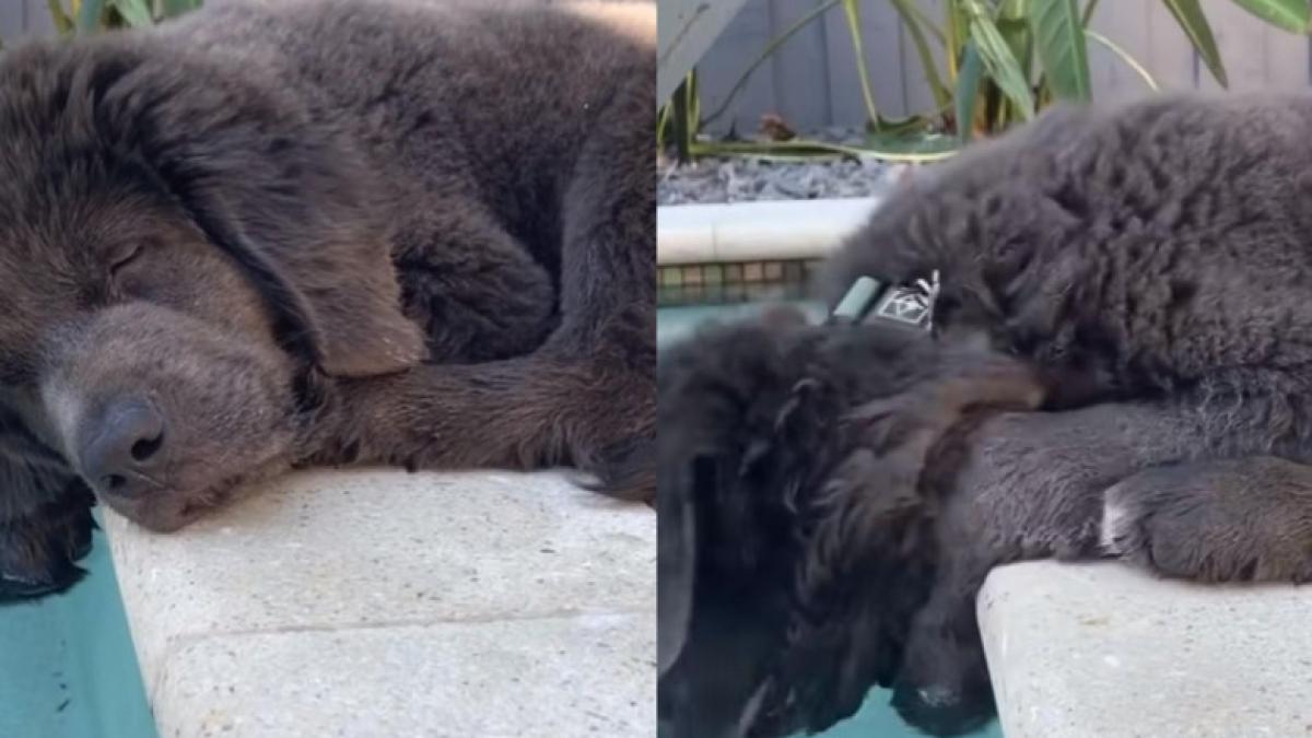 caine-la-piscina_89688700