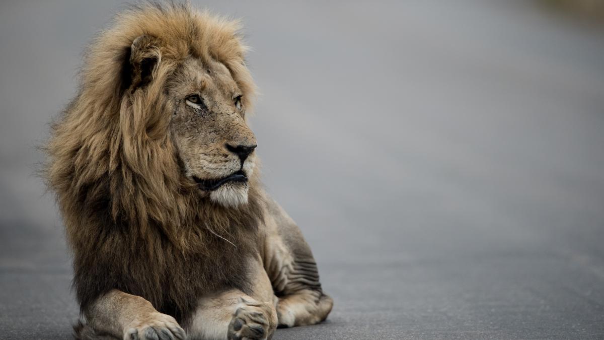 leu-pe-strada_54670700