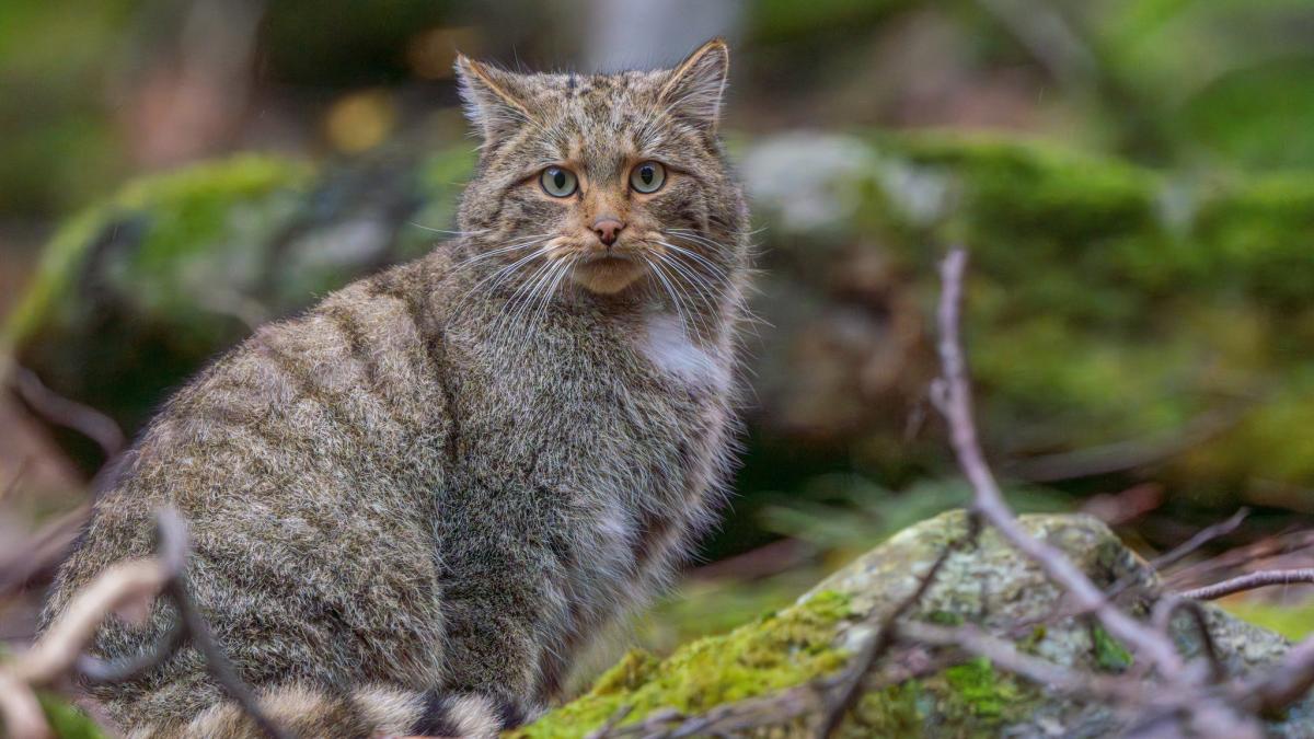 pisica-salbatica_63938500