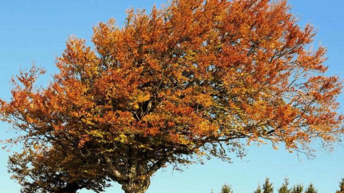 cod-galben-de-vant-puternic--de-peste-90-km-h--elena-mateescu-anm-o-perioada-apropiata-de-normalul-termic-al-datei-din-calendar--pe-termen-scurt_90987300