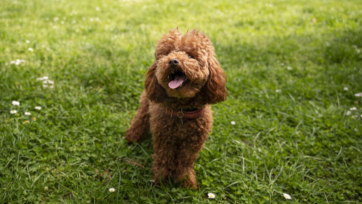 australian-labradoodles_57902300