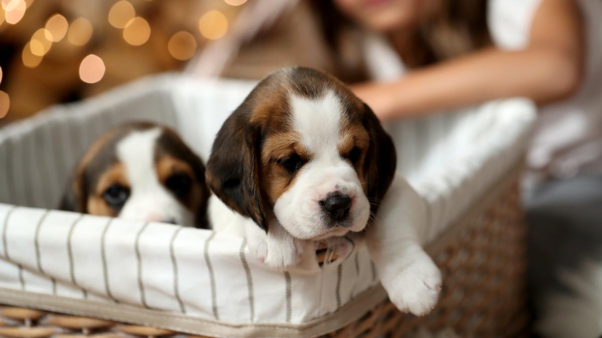 puppies-basket_06093600