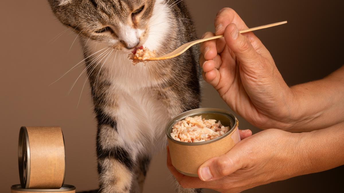 pisica-peste-conserva_18981000