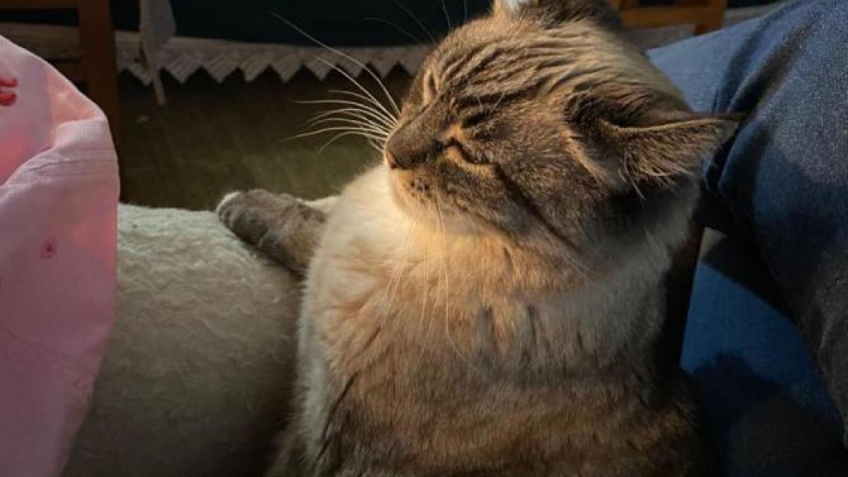 pisica-depresie_38662300