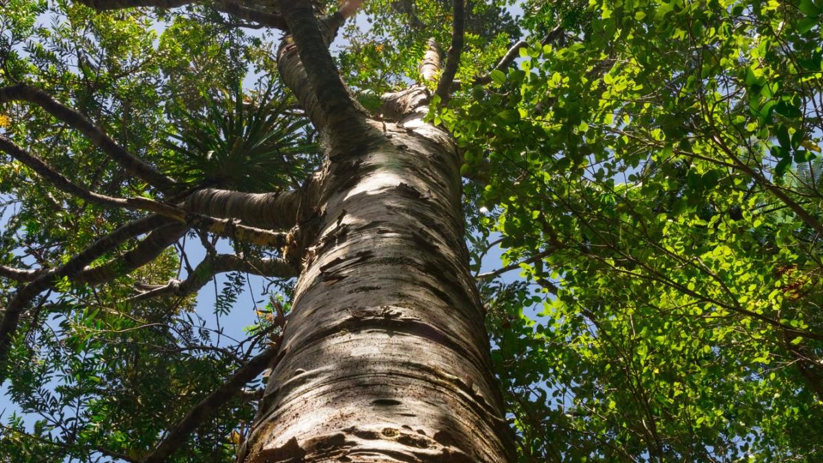 copac-prabusit-sectorul-1_60254900