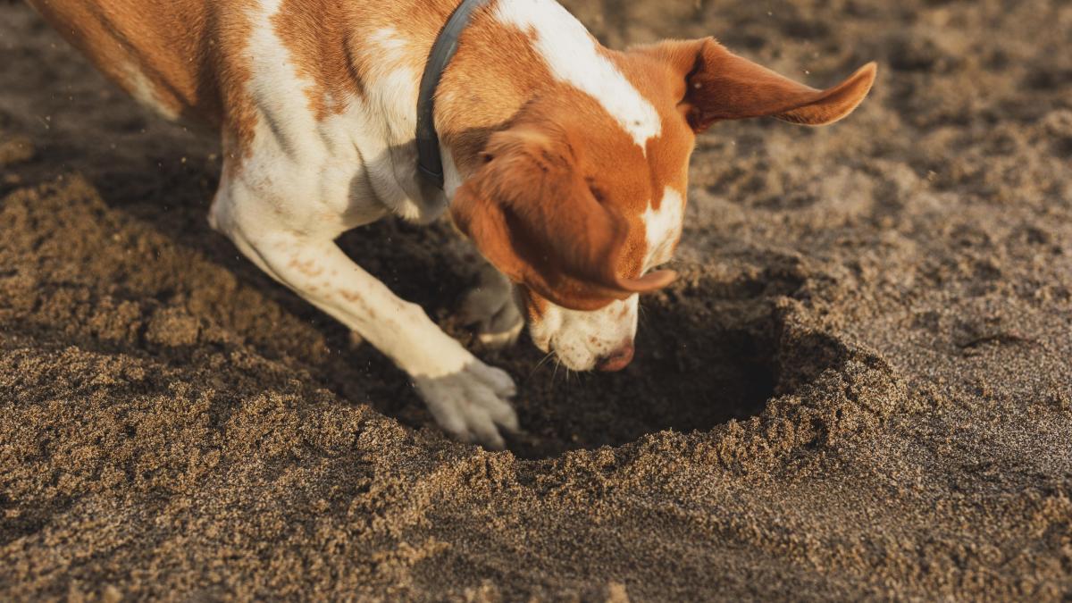 dog-digging_44766600