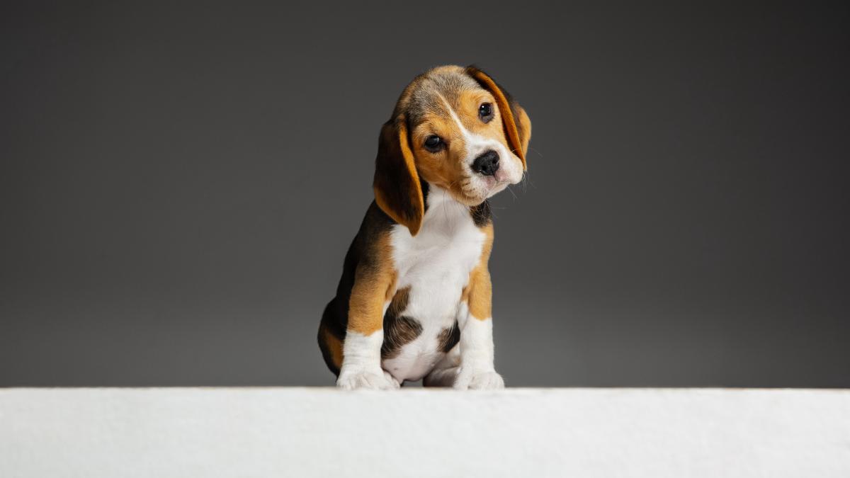 dog-tilts-head_19599900