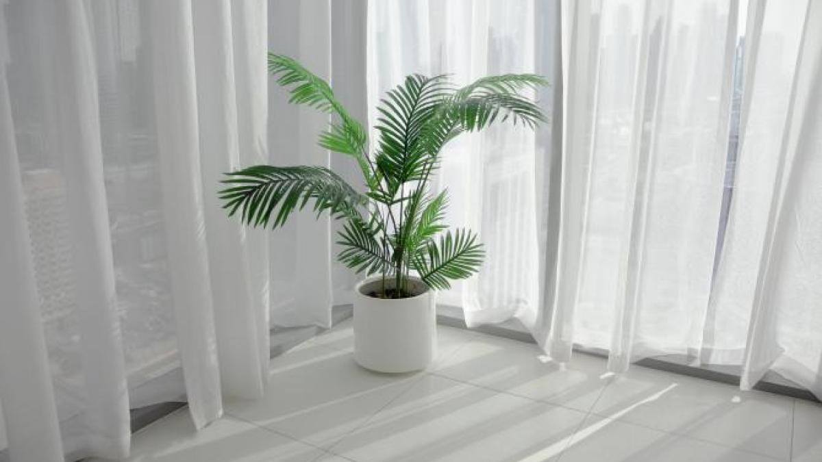 floare-apartament-4_78615500