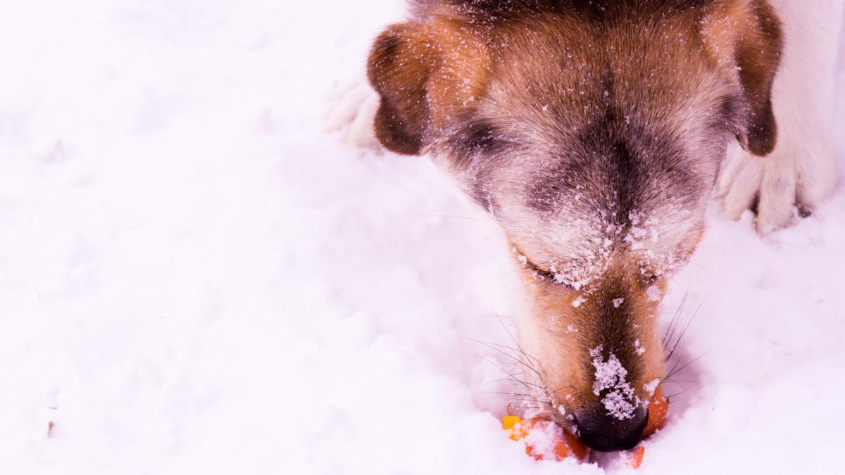 caine-zapada_91911800