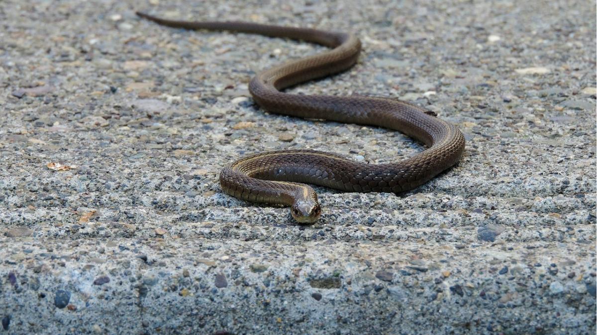 panica-in-constanta--un-sarpe-lung-de-peste-un-metru-a-intrat-intr-un-apartament--cum-recunosti-serpii-veninosi_64749800