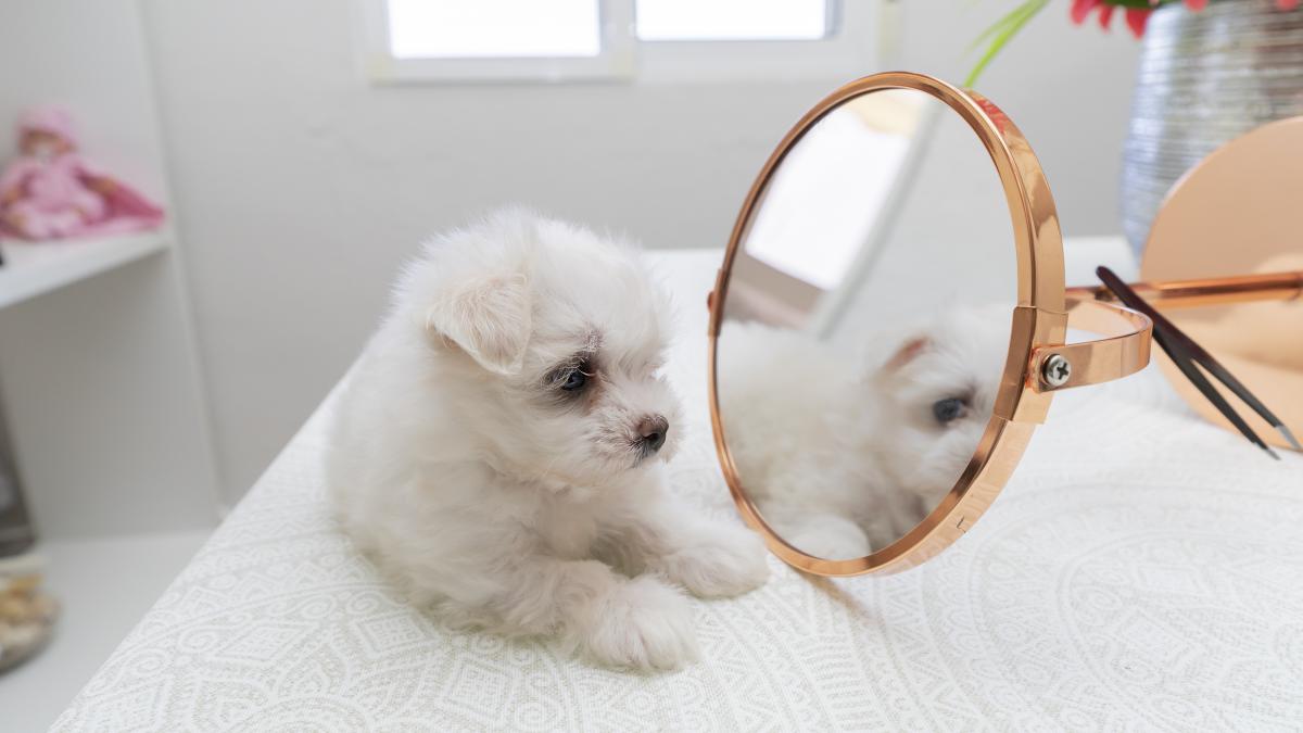 cute-small-dog_98417100