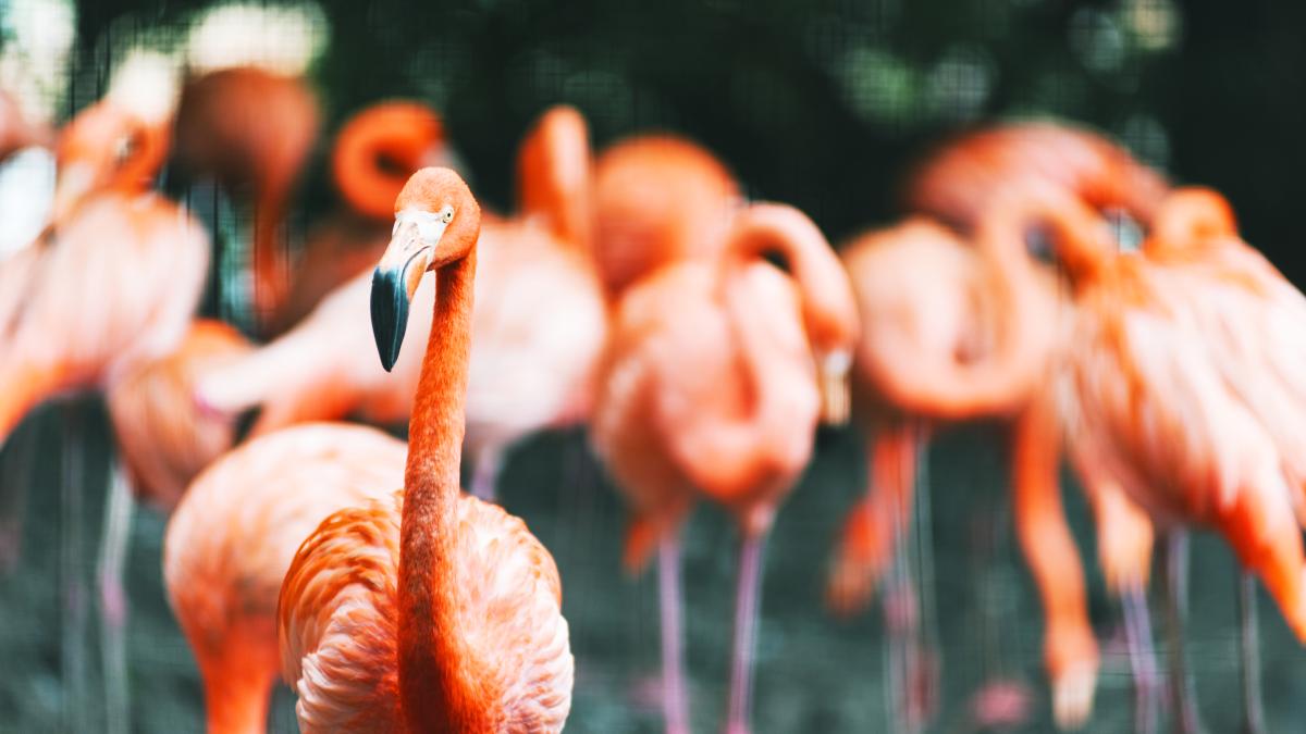 flamingo_05671300