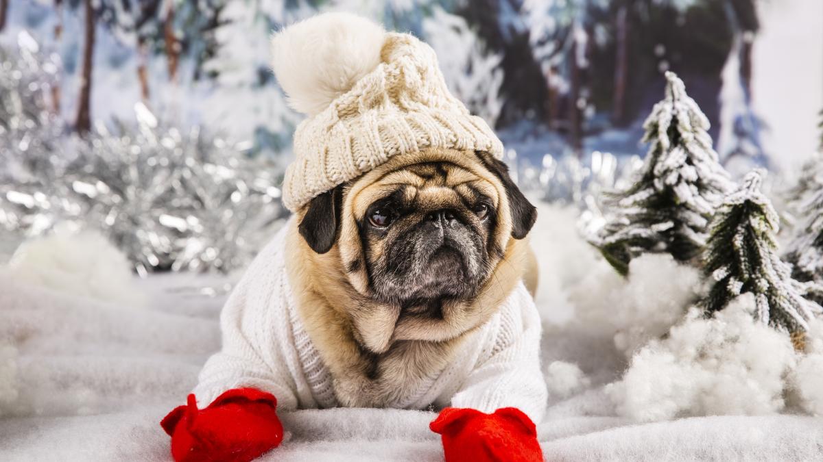 animal-iarna-2_30770900