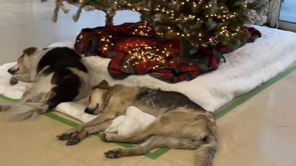 caini-sub-brad_20631900