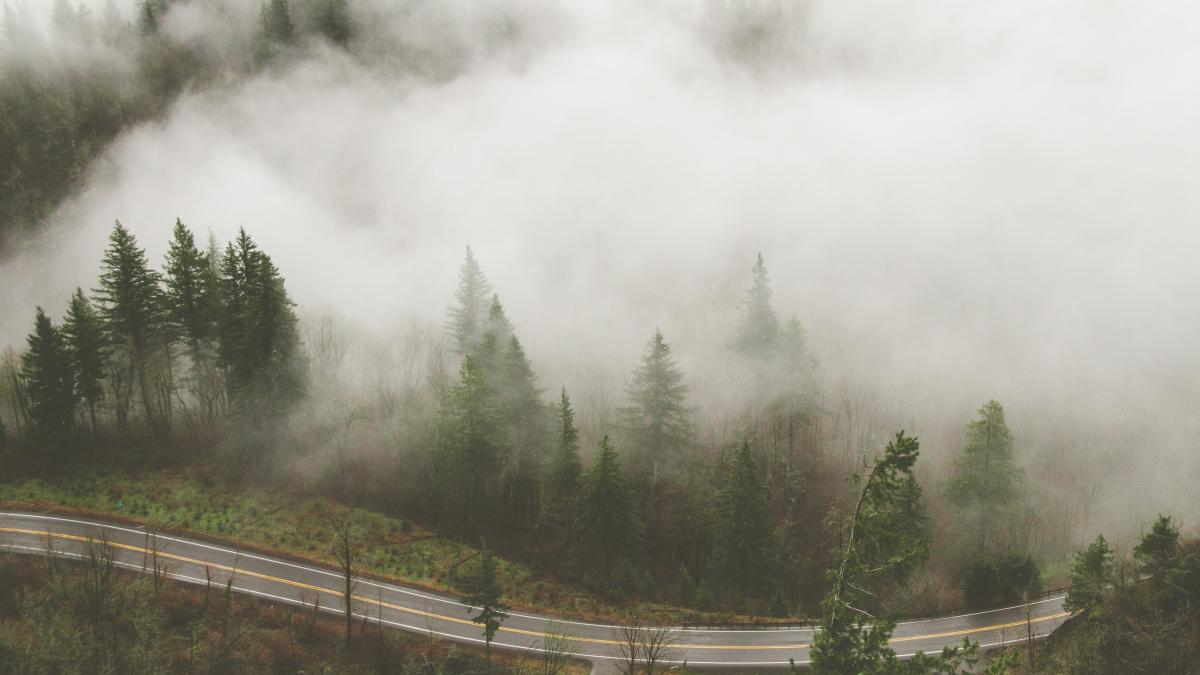wide-angle-shot-several-trees-road-covered-fog_14837000