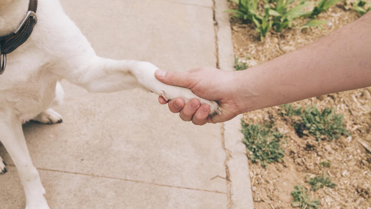 paw-dog-human-hand_65297300