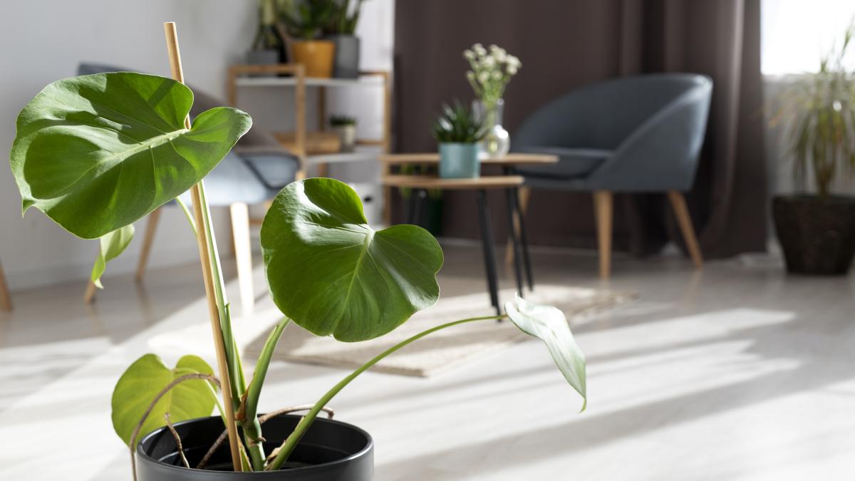 beautiful-interior-design-with-monstera-plant_15938400